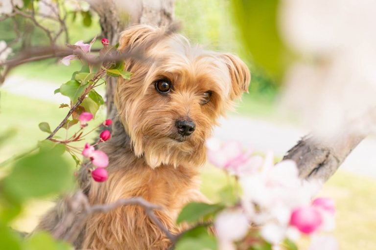 Yorkie dog in Apple blossoms Calgary