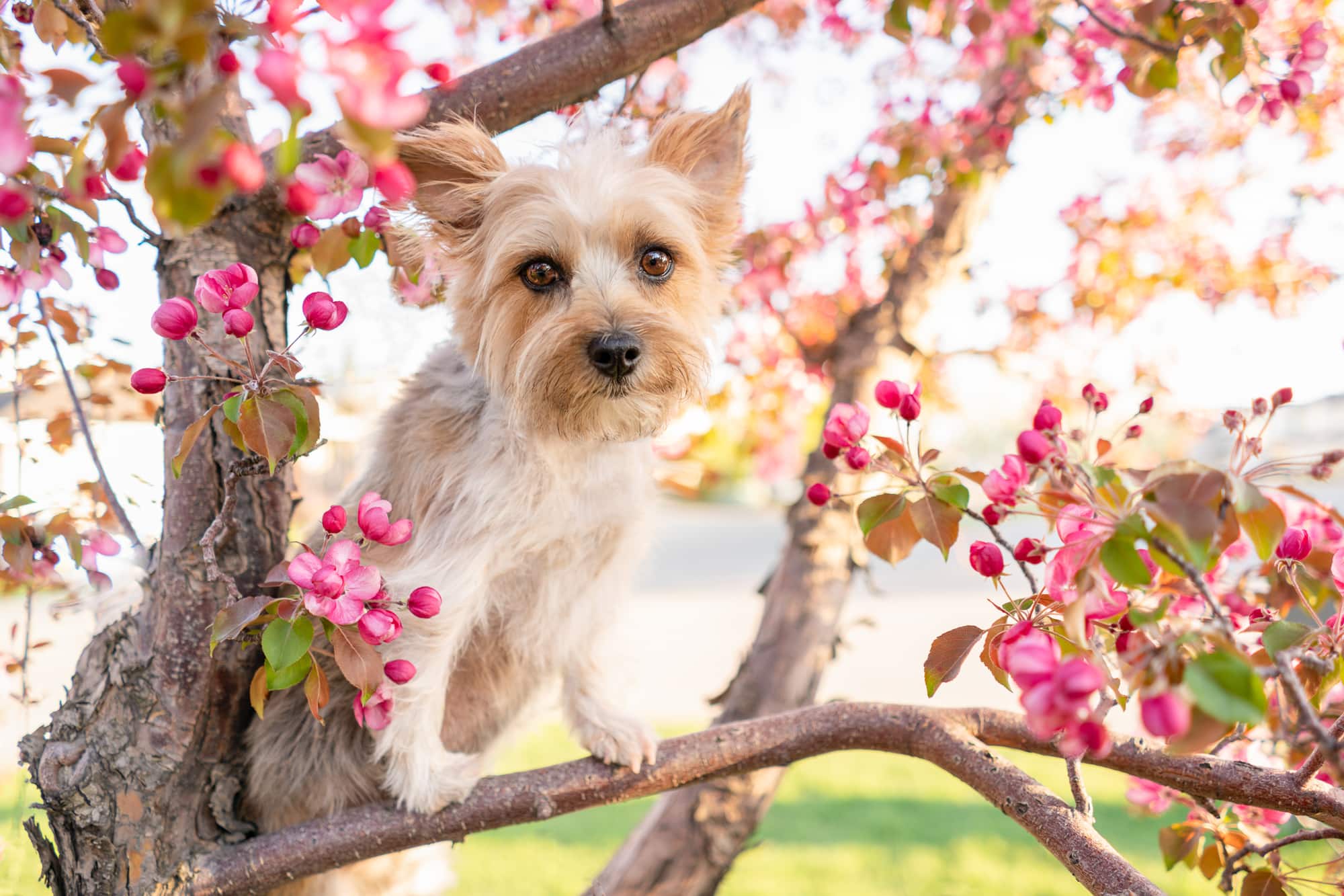 Yorkie dog posing in Calgary apple blossom tree