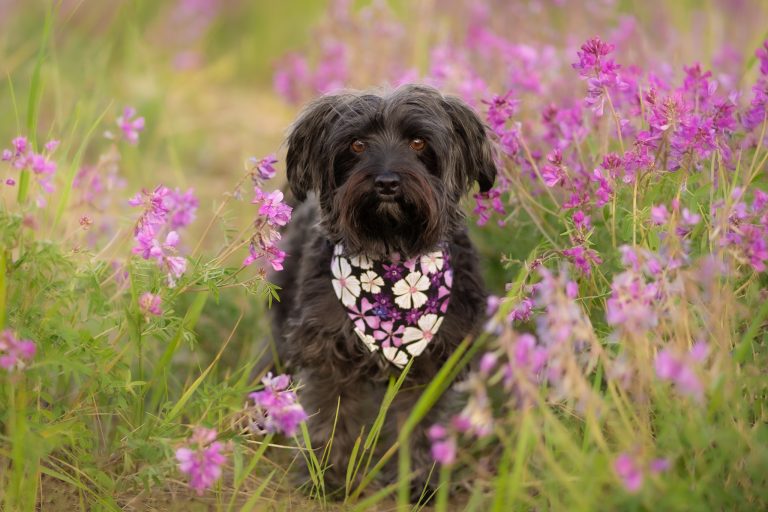 Black dog in Calgary wildflowers