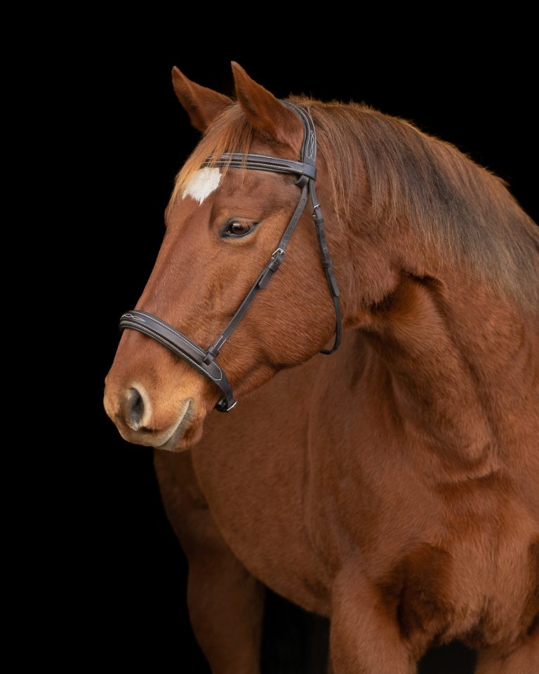 Chestnut horse black background portrait