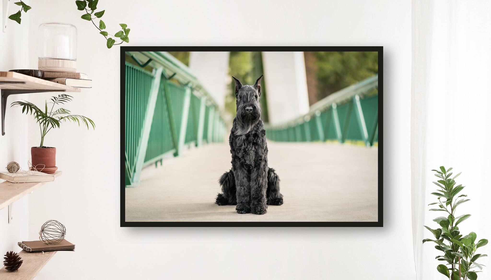 Framed Portrait of Giant Schnauzer Dog