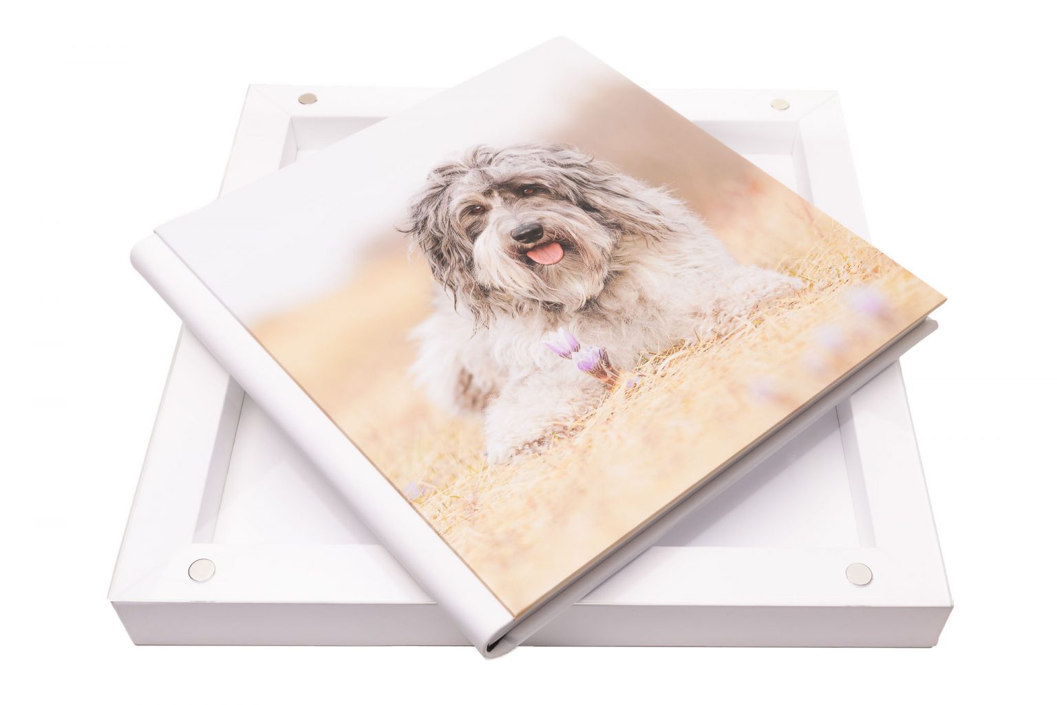 a beautiful pet portrait album laying on top of its case, featuring a doodle dog on the cover photographed in Calgary, Alberta. Heidi Grace Pet Portraiture artwork.