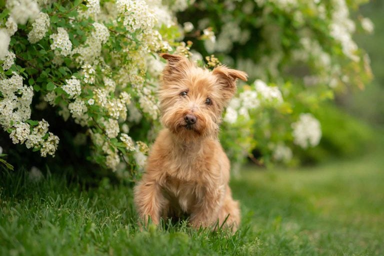 Small dog sitting in grass and flowers