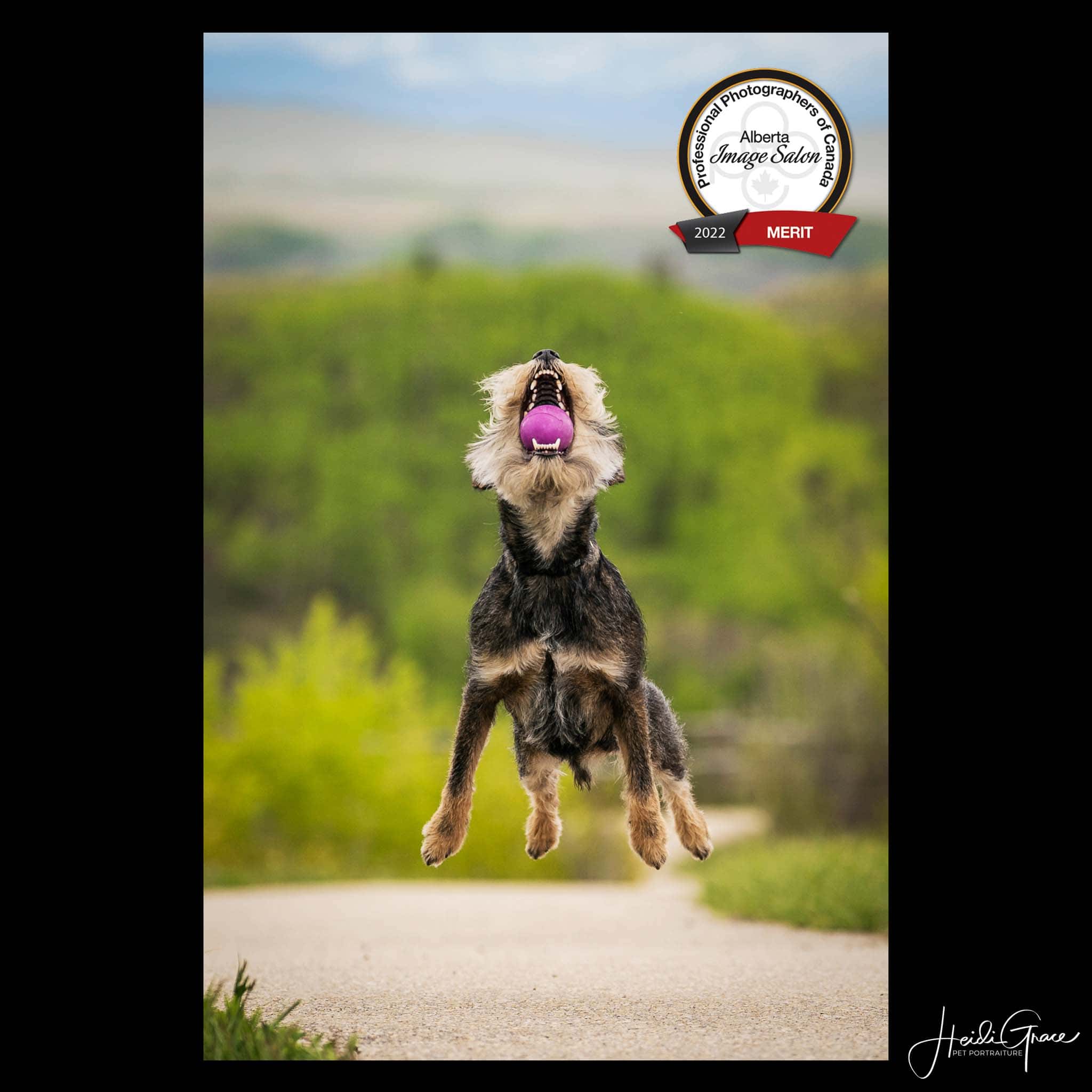 Best of Alberta Dog Photography Award on action portrait of dog jumping to catch a ball