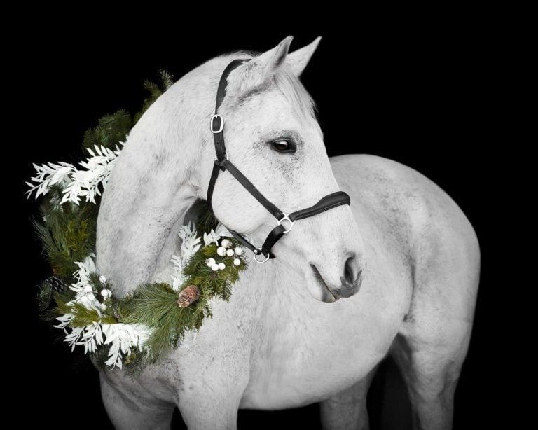 a beautiful grey horse wearing a Christmas wreath around his neck, photographed on a black background in a Cochrane, Alberta barn