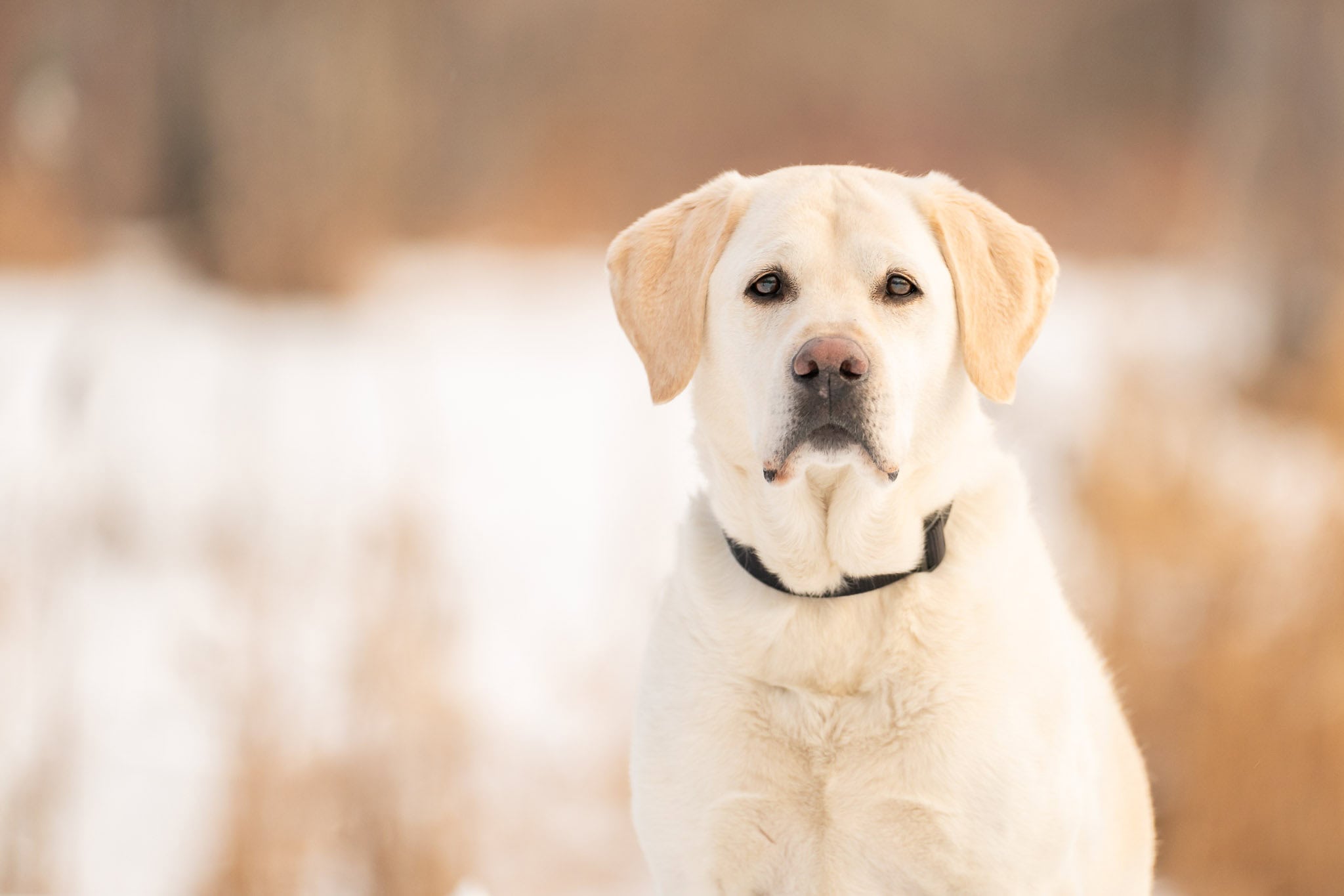 Photograph of a yellow labrador dog in an outdoor scene with snow.