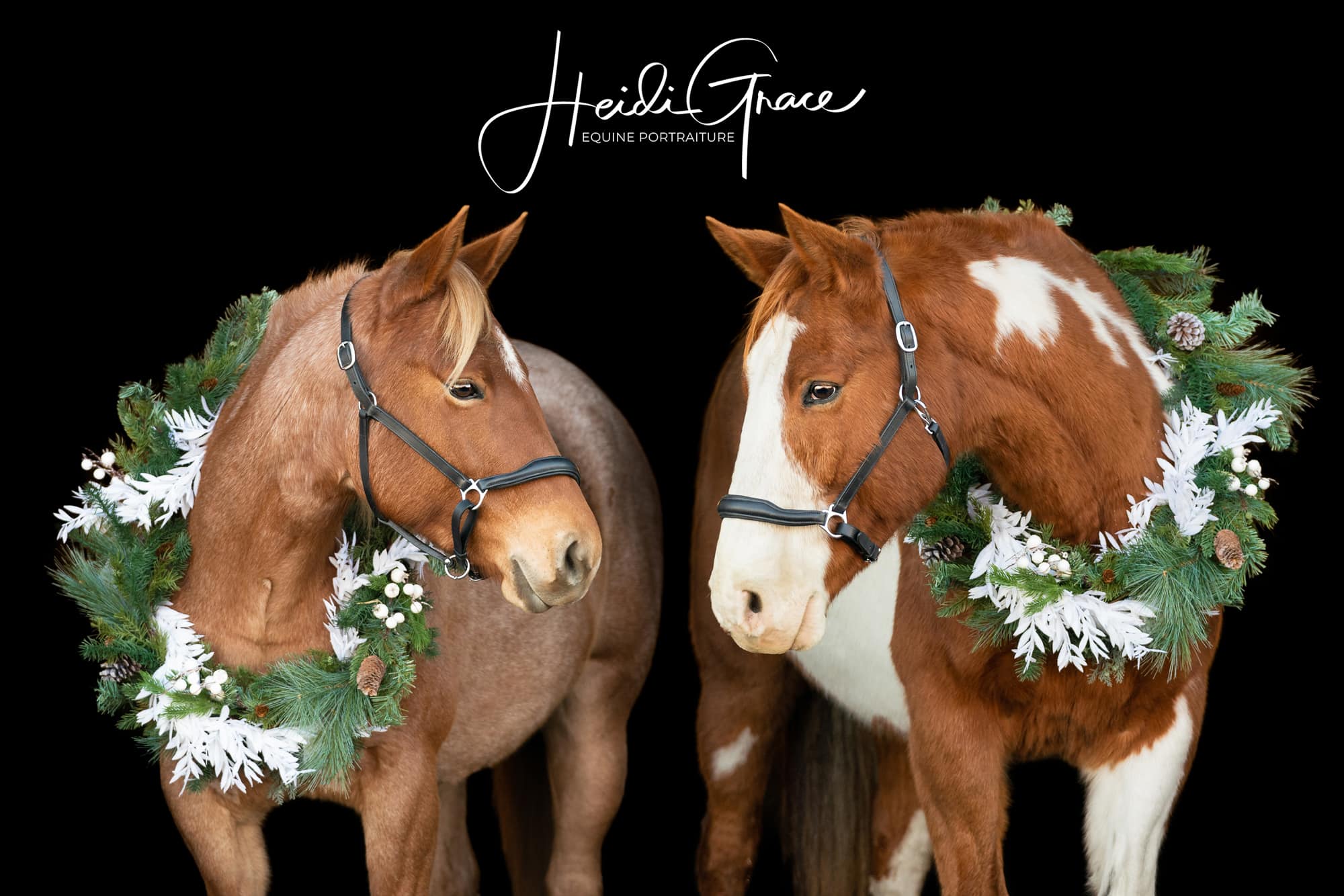 two horses wearing Christmas wreaths photographed in a Calgary area barn.