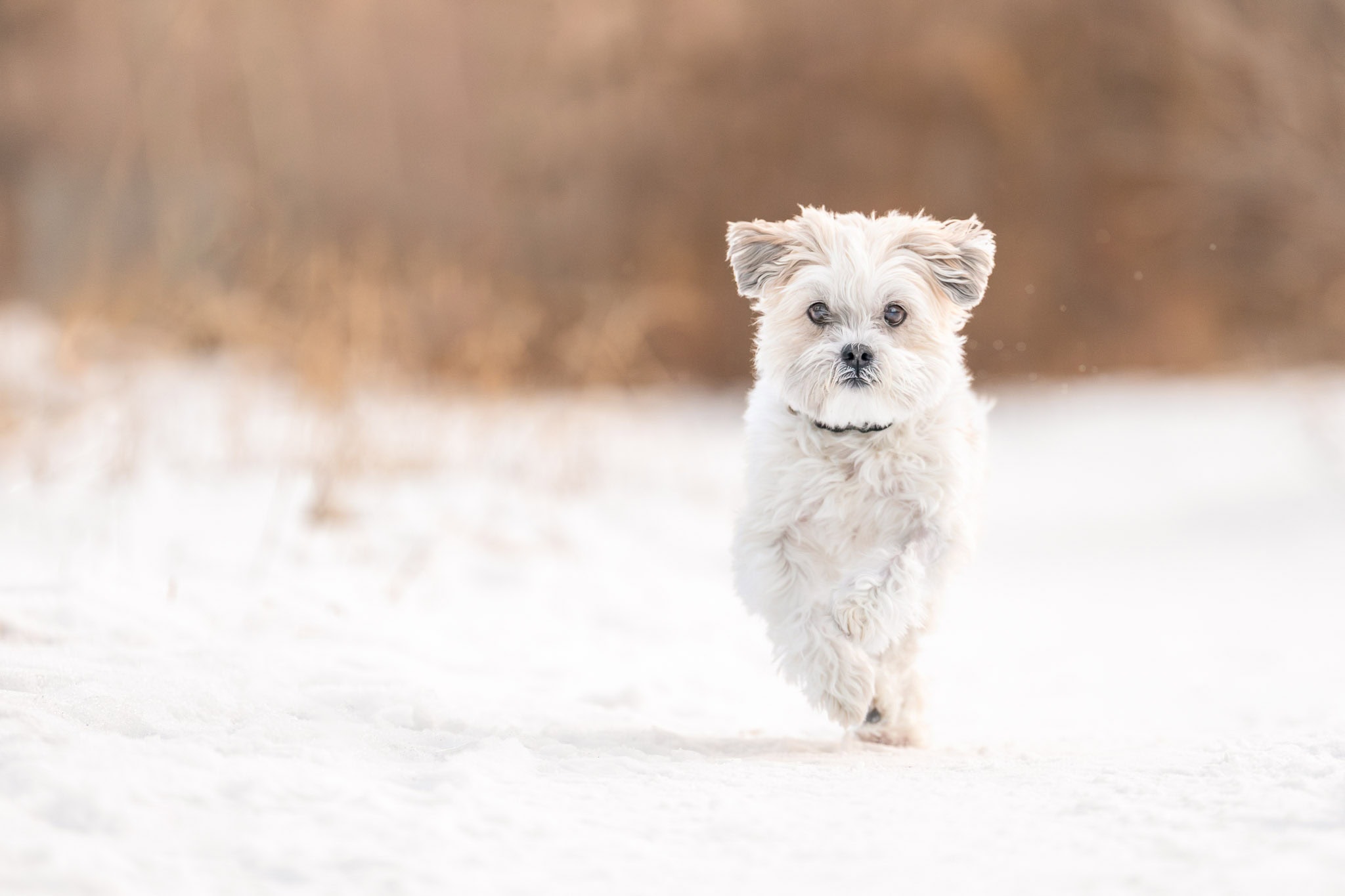 Little white dog running over the snow during a photoshoot in a Calgary park.