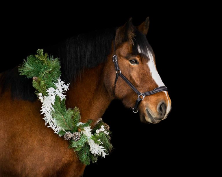 a beautiful bay gypsy cob horse portrait wearing a Christmas wreath around his neck, photographed in a north east rural Alberta barn