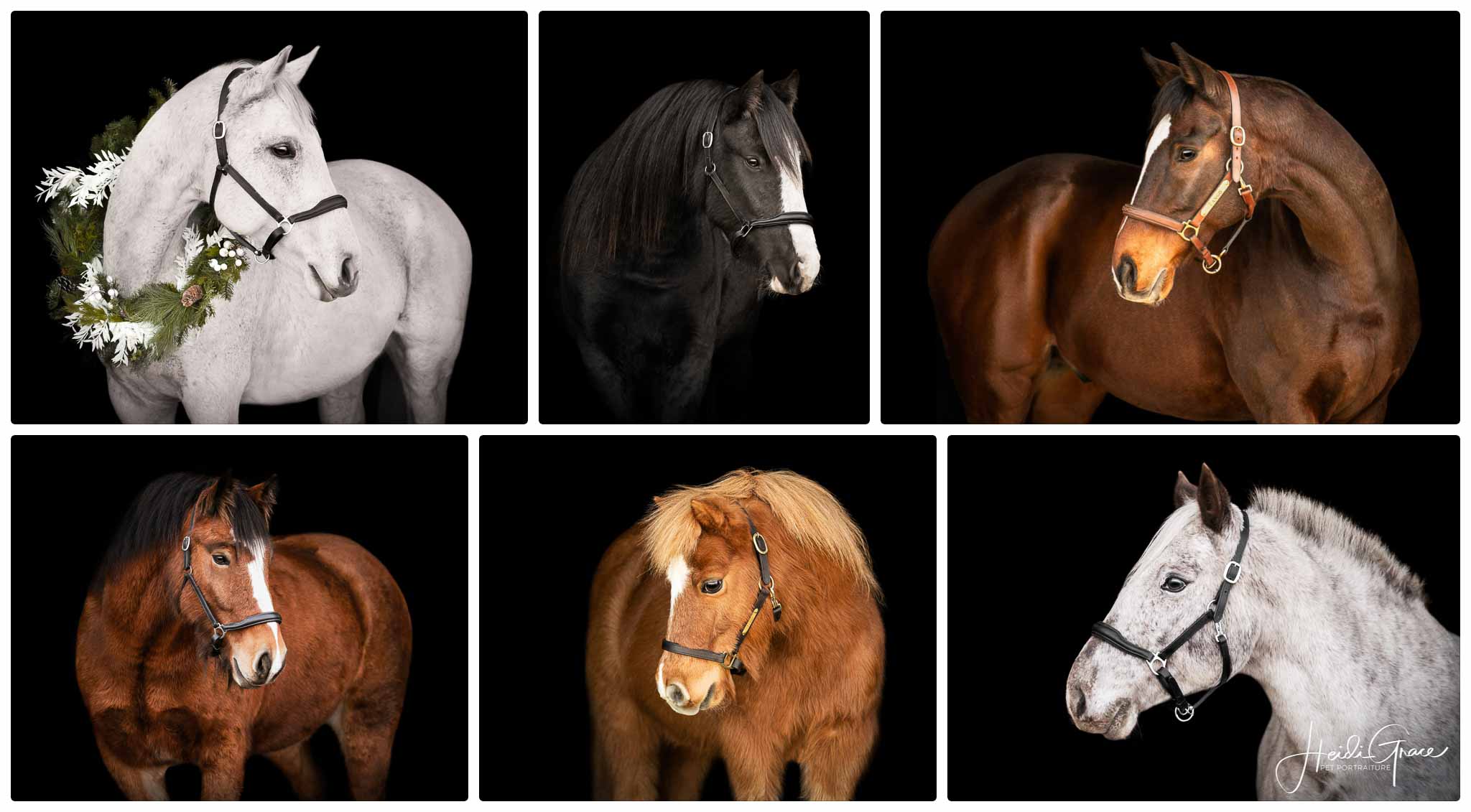 Calgary horse portraits on a black background