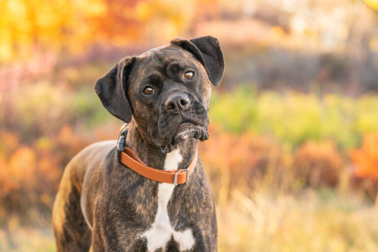 boxer breed dog tilting his head sideways, photographed in a park in Cochrane, Alberta