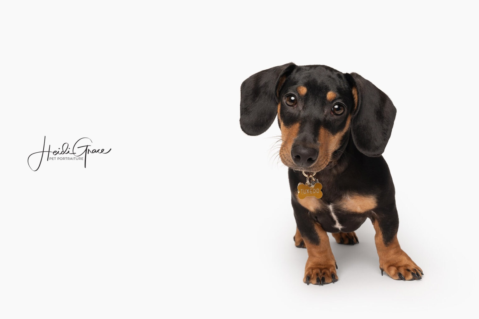little black and brown dachshund puppy standing on a white background tilting his head and looking into the camera. Portrait created in studio by Heidi Grace Pet Portraiture, Calgary, AB Canada