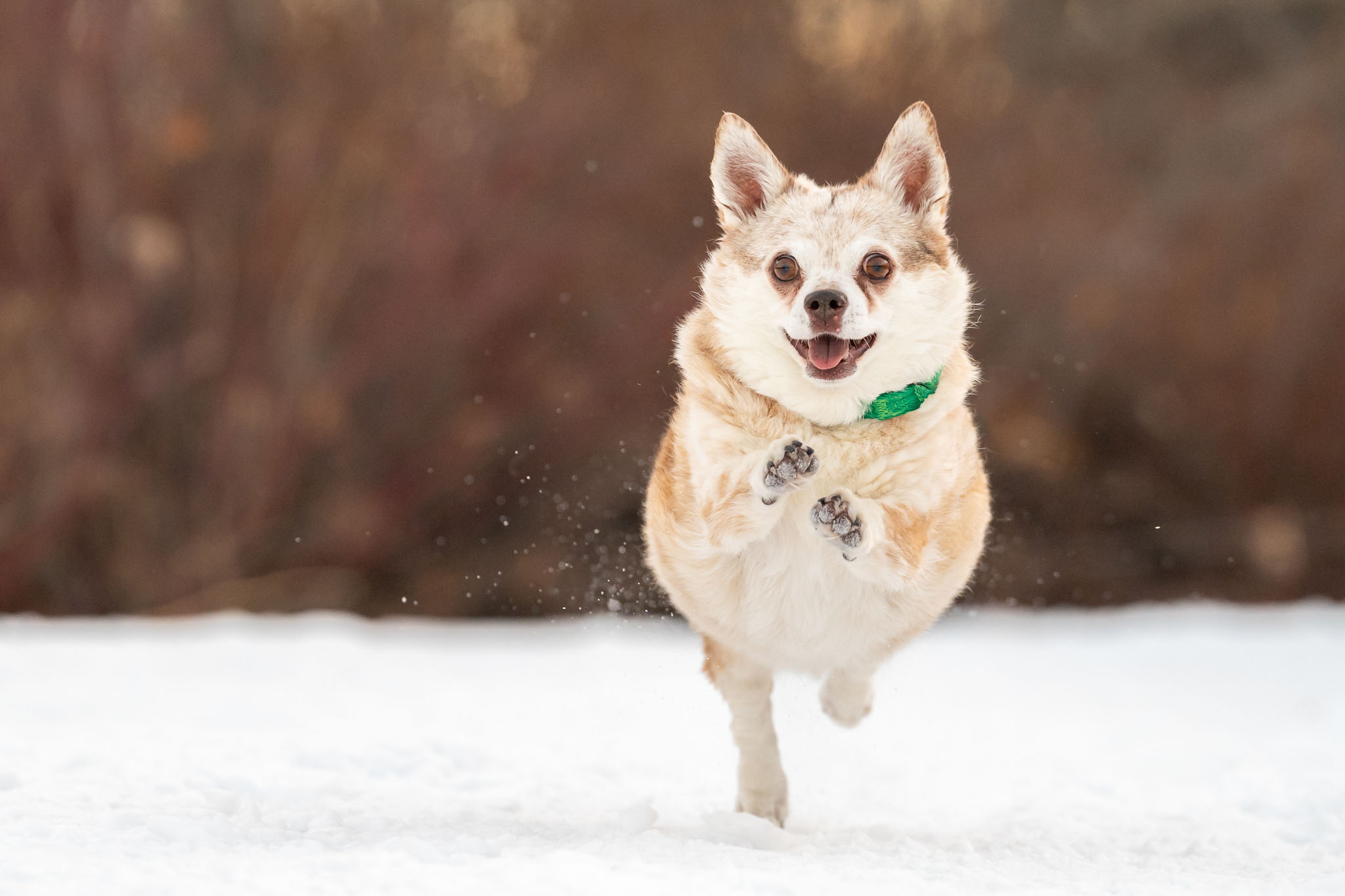 chihuahua dog running toward the camera in the snow, photographed in a downtown park in Calgary, Alberta