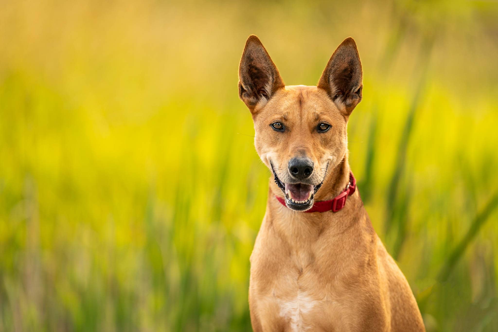 a Pharaoh Hound/Korean Jindo mixed breed dog sitting in tall grass, photographed in Prince's Island Park, Calgary, Alberta