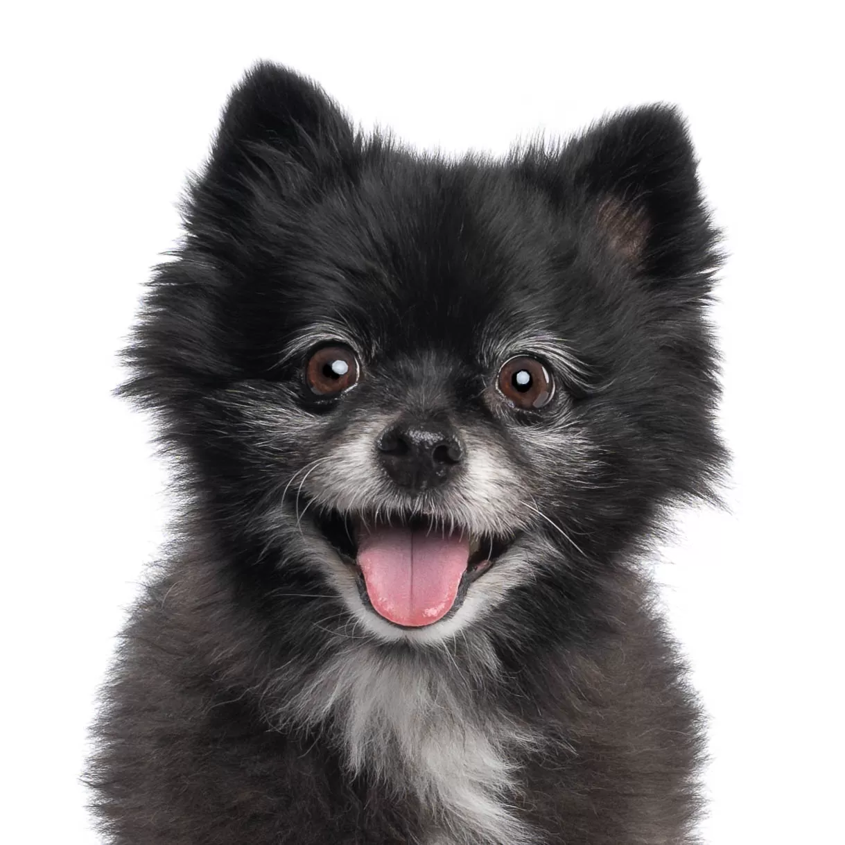 Black pomeranian dog smiling at the camera on a white background. Photographed in studio by Heidi Grace Pet Photography in Calgary, Alberta