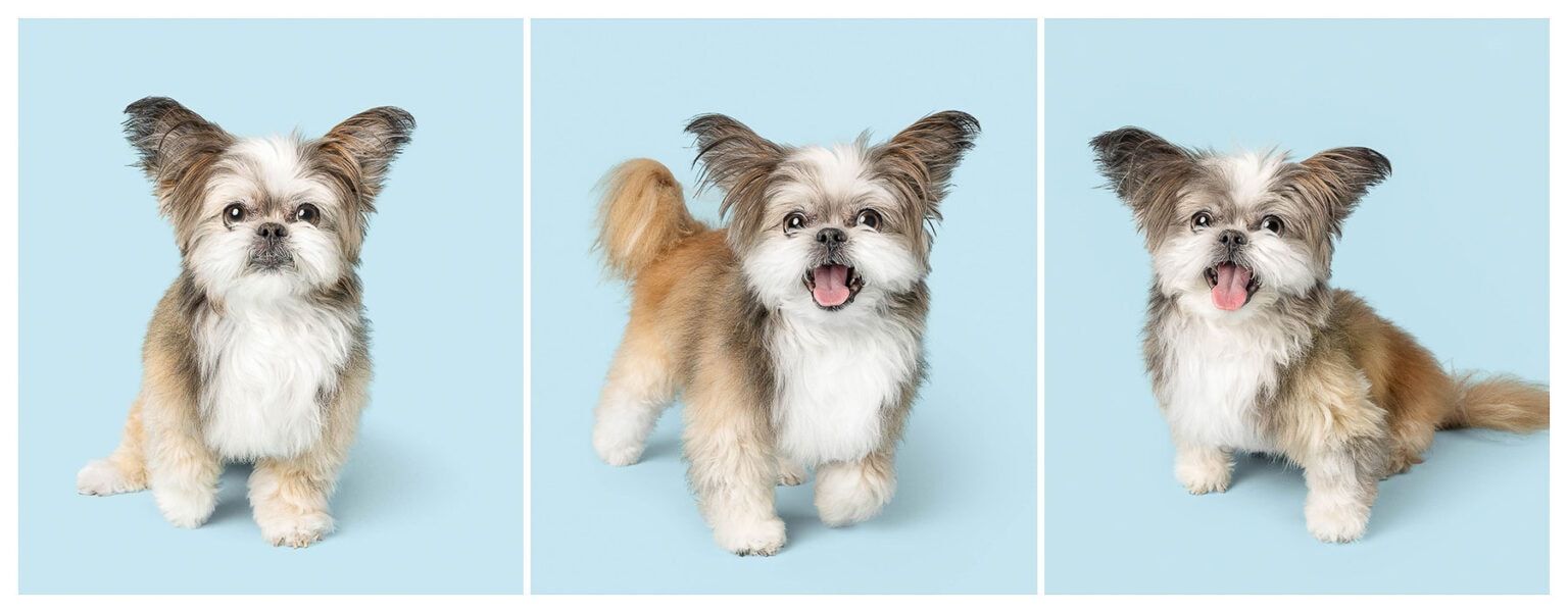 collage of three portraits of a little dog posing on a blue background