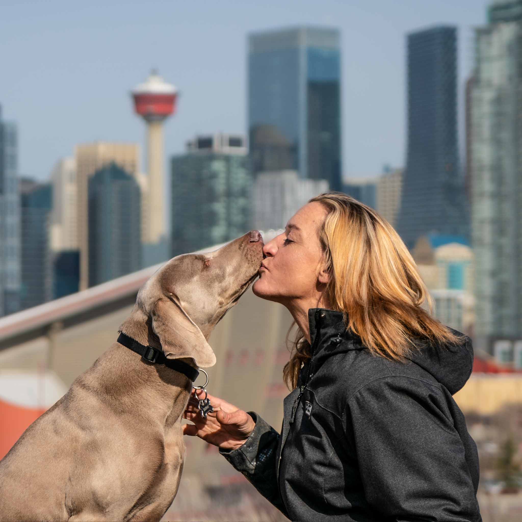 A weimeraner dog kissing his human mom on the mouth with a view of the Calgary Tower and the saddledome in the background.