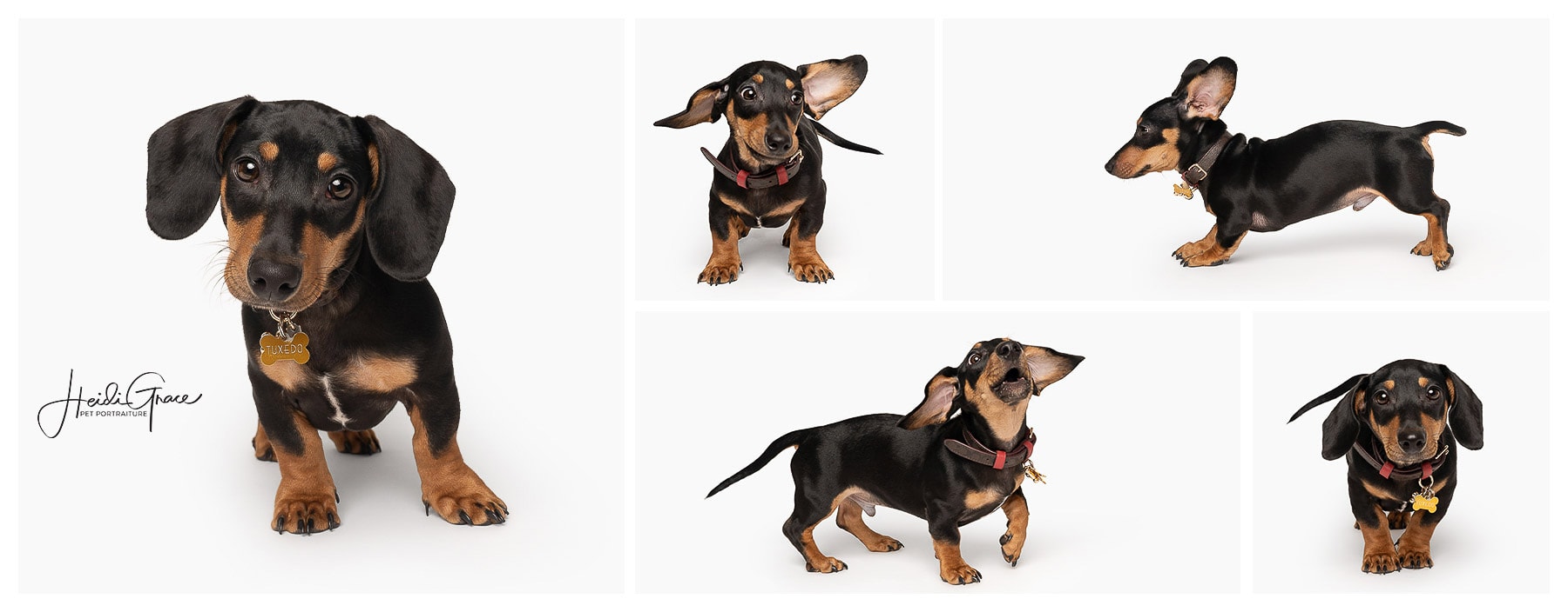 Collage of 5 photographs of a dachshund puppy photographed on a white studio background by Calgary pet photographer Heidi Grace