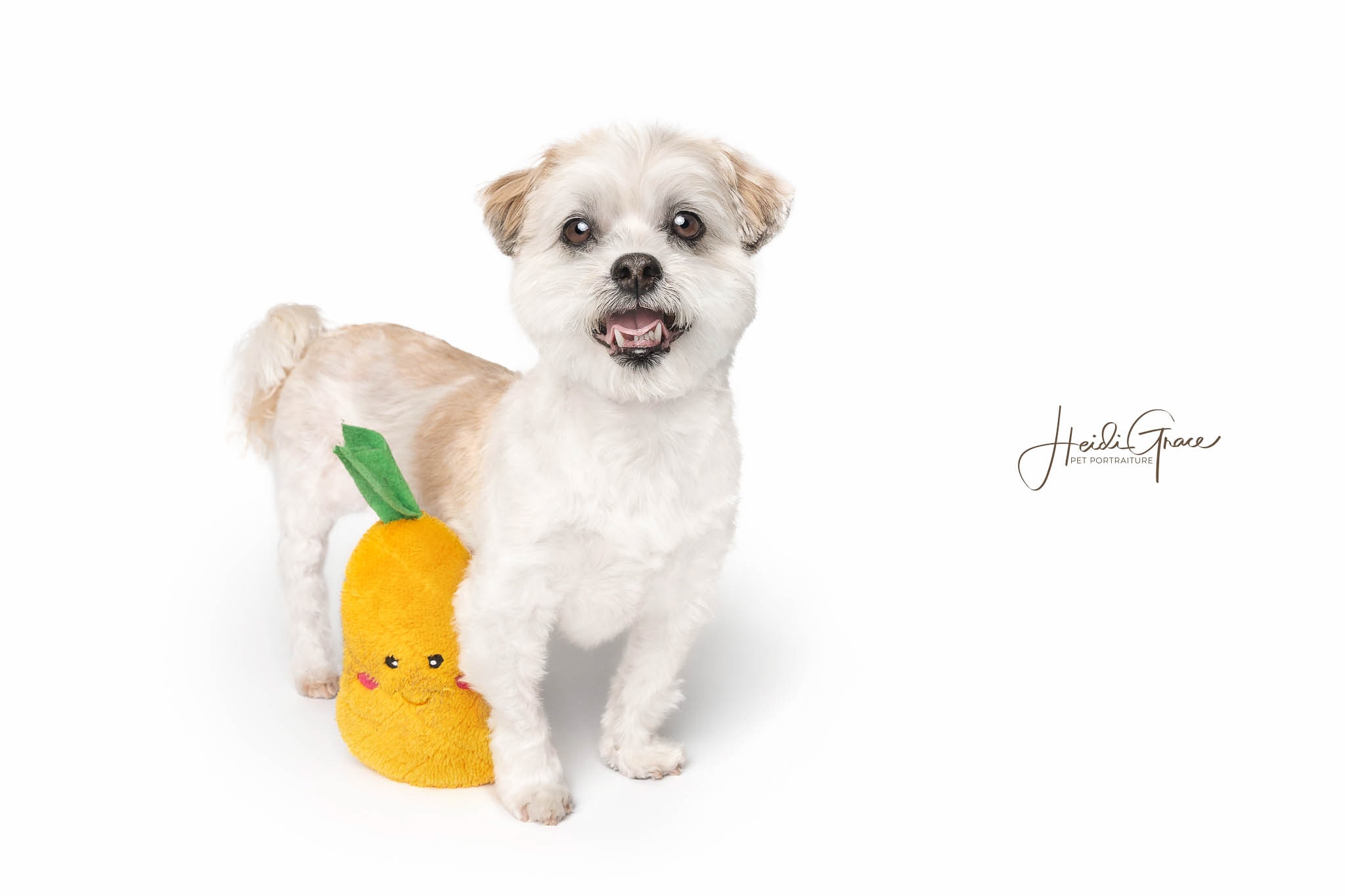 photo of a white dog on a white background standing beside his favourite toy and smiling.