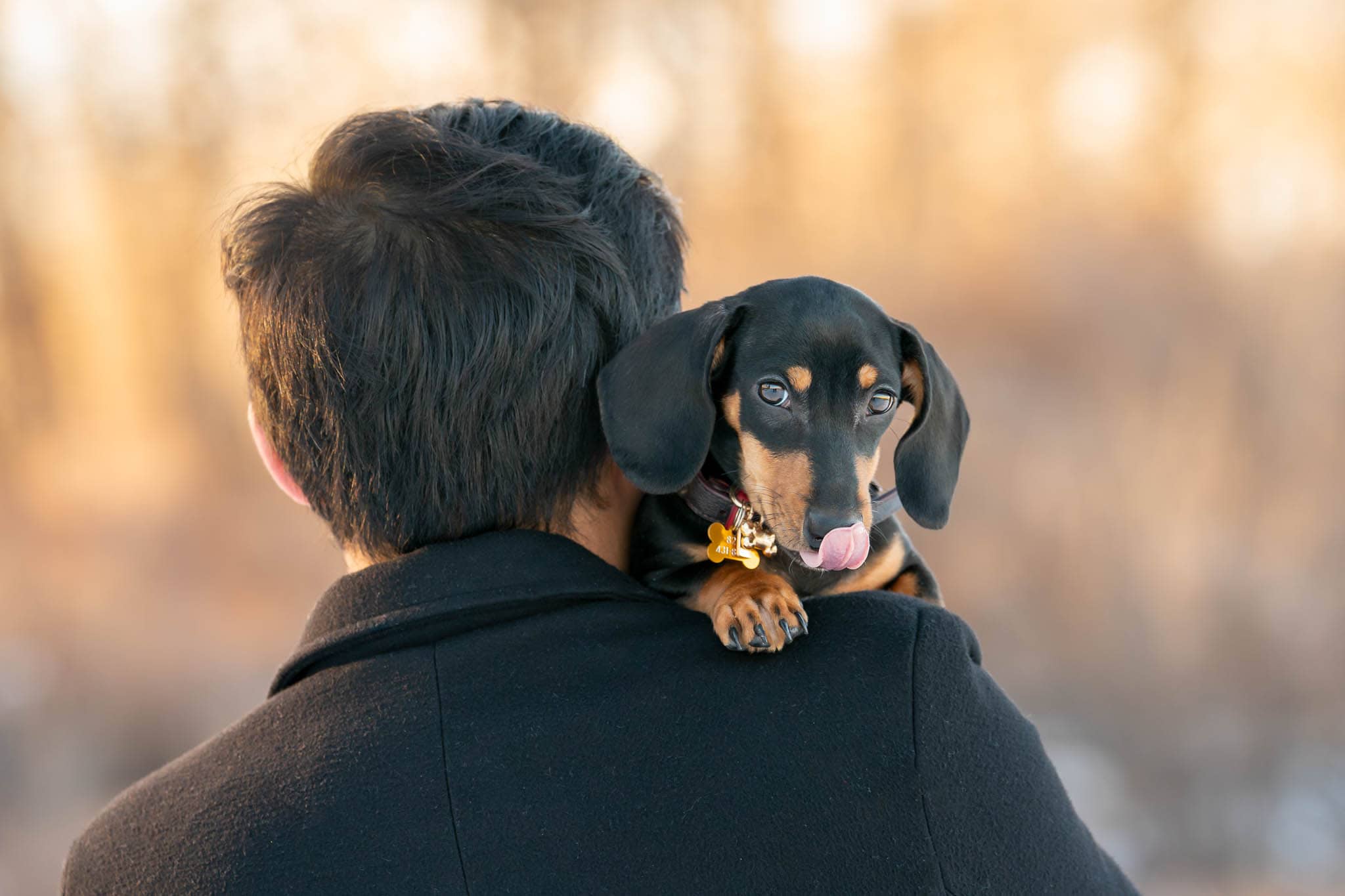 Small puppy looking over his human dad's shoulder. Photographed in Edworthy Park in Calgary.