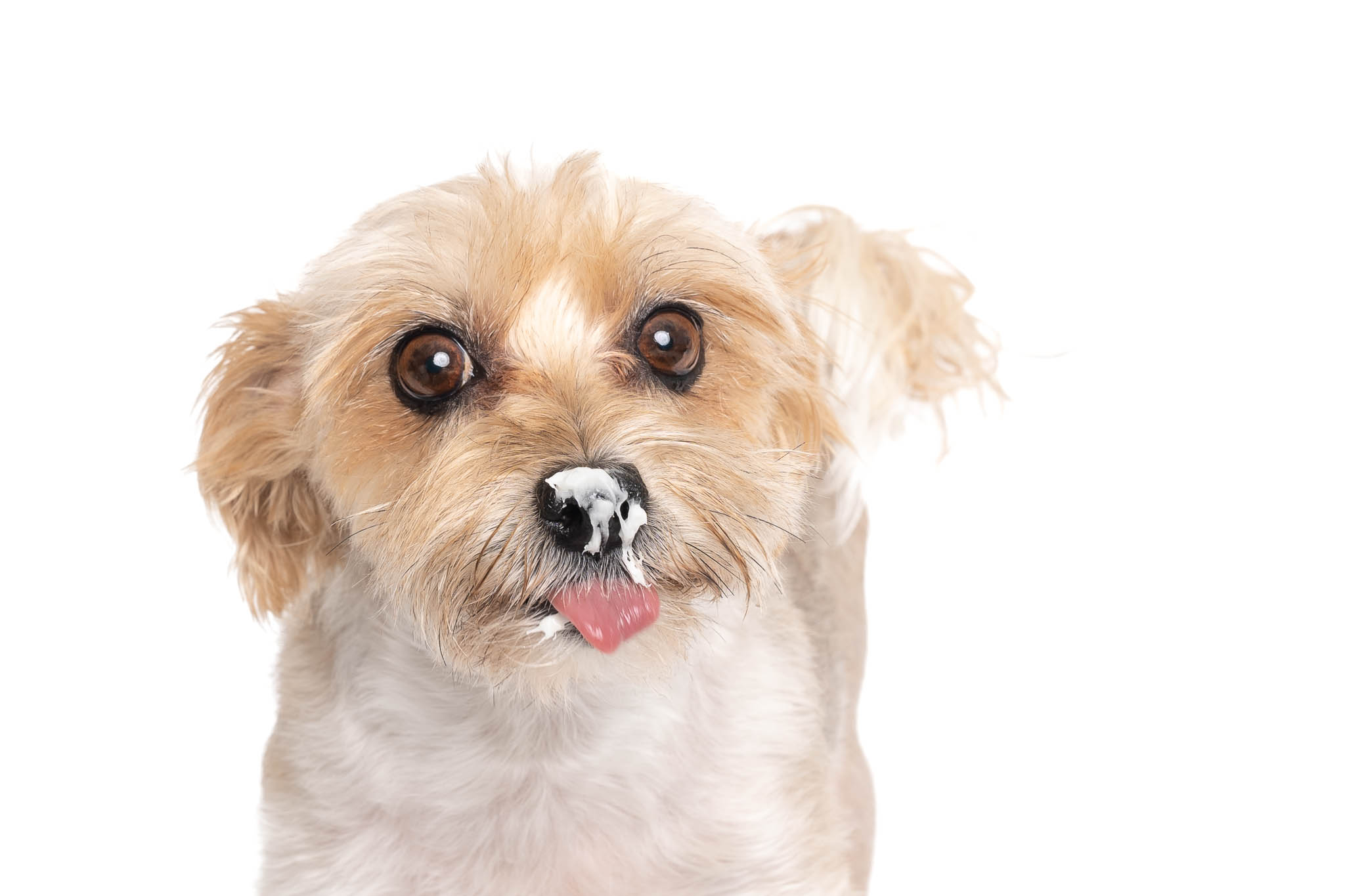 A yorkshire terrier dog licking icing off of her nose during a dog cake smash photography session in Calgary, Alberta