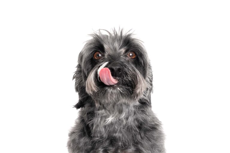 A black dog licking icing and cake off of her nose during a cake smash photography session in Calgary, Alberta