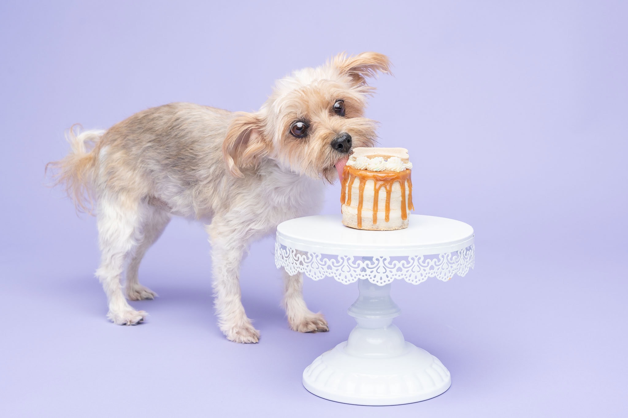 Adorable little dog licking a birthday cake on a cake stand for a studio pet photography session in Calgary.
