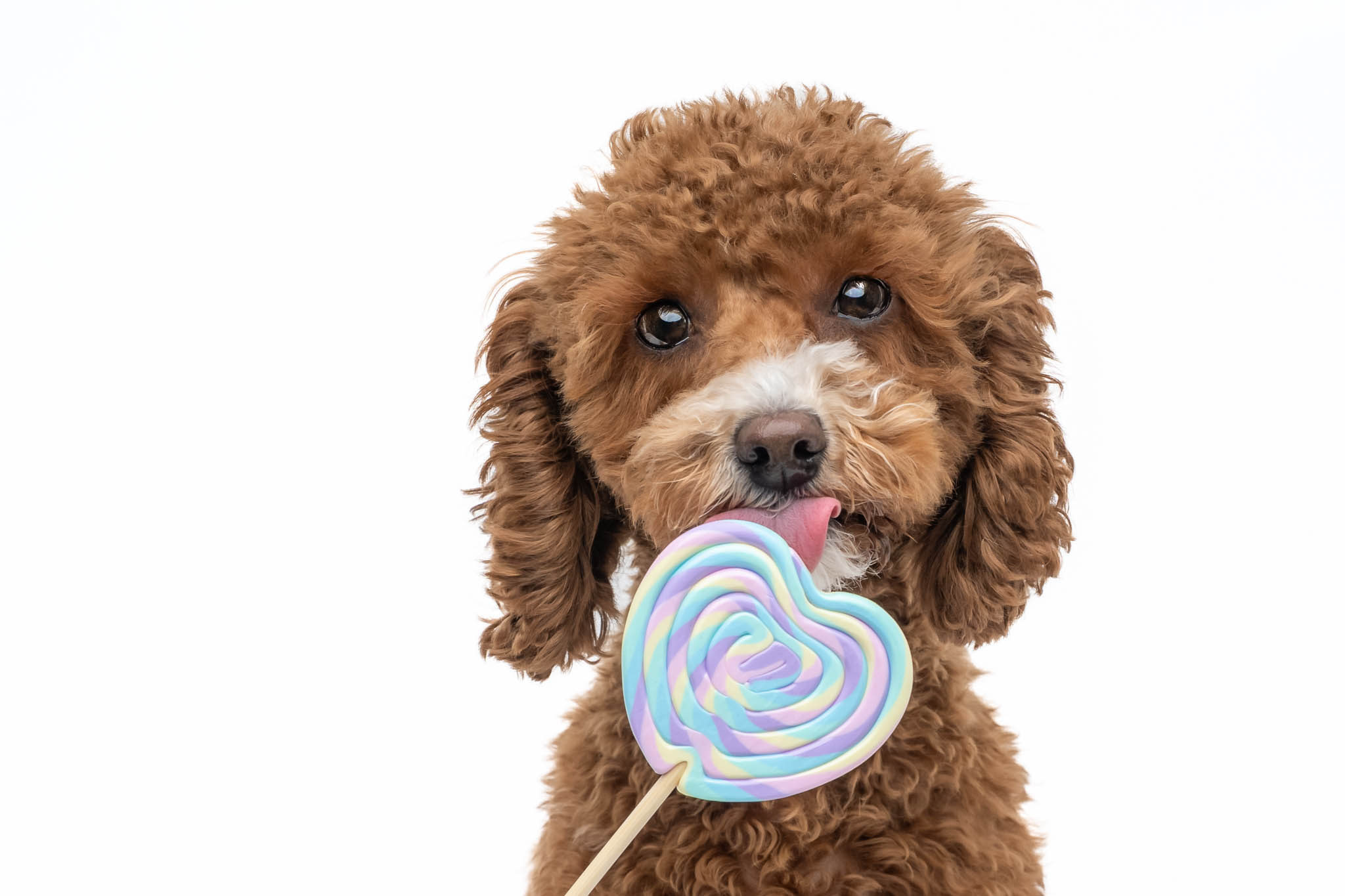 Studio portrait of a poodle puppy licking a pastel heart-shaped lollipop, photographed in a professional Calgary pet photography studio.