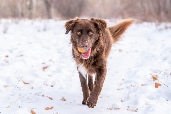 A red haired mixed breed dog walking toward the camera in the snow holding a ball in his mouth