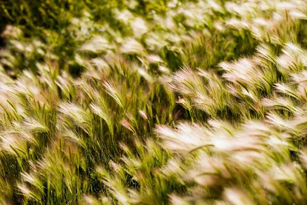 Foxtail Barley Grass growing in Calgary, Alberta