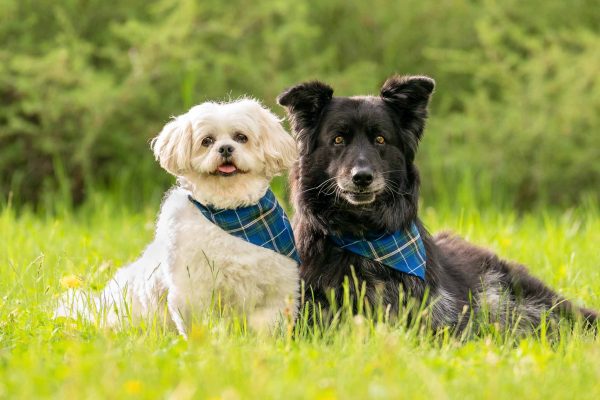 Portrait of two Calgary dogs taken for an end-of-life legacy pet portrait session